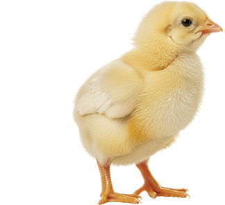 Chicks Left Chicks Left